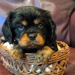 Kyle - Black and tan male Cavalier King Charles Spaniel puppy in Paulden, Arizona from Nine Mile Cavaliers