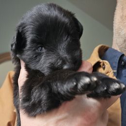 Scout (Lt Blue) - Black female German Shepherd puppy in Columbus, Indiana from Stony Lonesome GSD