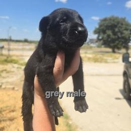 Boy6 - Black male Belgian Malinois puppy in Chico, Texas from North Texas Working Malinois