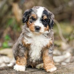 Boa - Merle male Bernedoodle puppy in Dundee, Ohio from Down Home Doodle