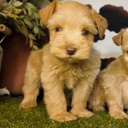 Buttercup - Wheaten male Miniature Schnauzer puppy in Edinburg, Texas from Forever Schnauzers