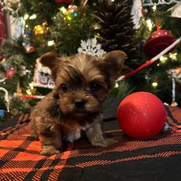 Prancer - Liver male Yorkshire Terrier puppy in Hardeeville, South Carolina from Pups of the Lowcountry