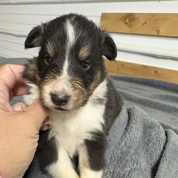 Boy 2 - Black white and tan male Shetland Sheepdog puppy in Martinton, Illinois from KW Kennels
