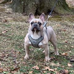 Spanky - French Bulldog