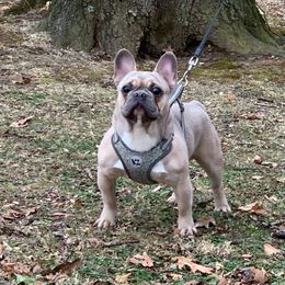 Spanky - French Bulldog