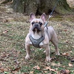 Spanky - French Bulldog