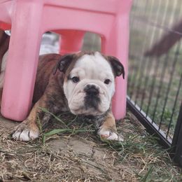 Boston Terrier, Bulldog, and French Bulldog Puppies from Willamette Valley Bullies