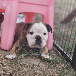 Boston Terrier, Bulldog, and French Bulldog Puppies from Willamette Valley Bullies