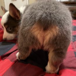 American Corgi and Pembroke Welsh Corgi Puppies from Caddeaux Corgis