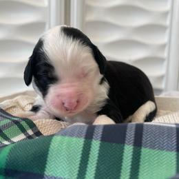 Fortune - Black and white female Sheepadoodle puppy in Rocky Point, North Carolina from CelticDoods