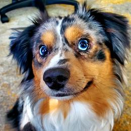 Tawakoni - Toy Australian Shepherd