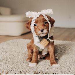 Penny - Red  female Goldendoodle puppy in Syracuse, Indiana from The Doodle Cove