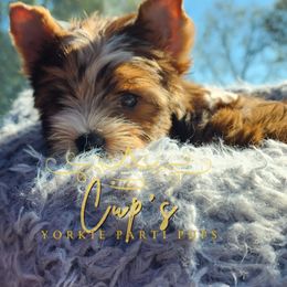 Bentley - Parti male Yorkshire Terrier puppy in Austin, Arkansas from Cup's Yorkie Parti Pups