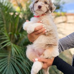 Aussiedoodle, Bernedoodle, Goldendoodle, and Poodle Puppies from Teddy Doodles & Standard Poodles