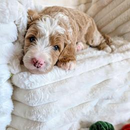 Winston - Red male Bernedoodle puppy in Elkhart, Iowa from Quality Iowa Doodles
