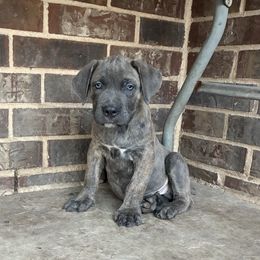 Sampson - Gray male Cane Corso puppy in Sienna, Texas from Robinson Elite Corsos