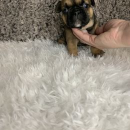 French Bulldog Puppies from NC French Kiss-A-Bulls