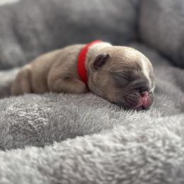 Red collar - Blue fawn male French Bulldog puppy in Santa Rosa, California from Ingram Ranch Frenchies