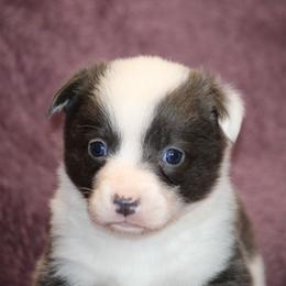 Bluie Mismarked - Gray and white male American Corgi puppy in Clovis, New Mexico from Sweet & Salty Cowdogs