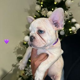 Girl 2 (purple) - Cream French Bulldog puppy in Tampa, Florida from NaughtyFrenchies fl