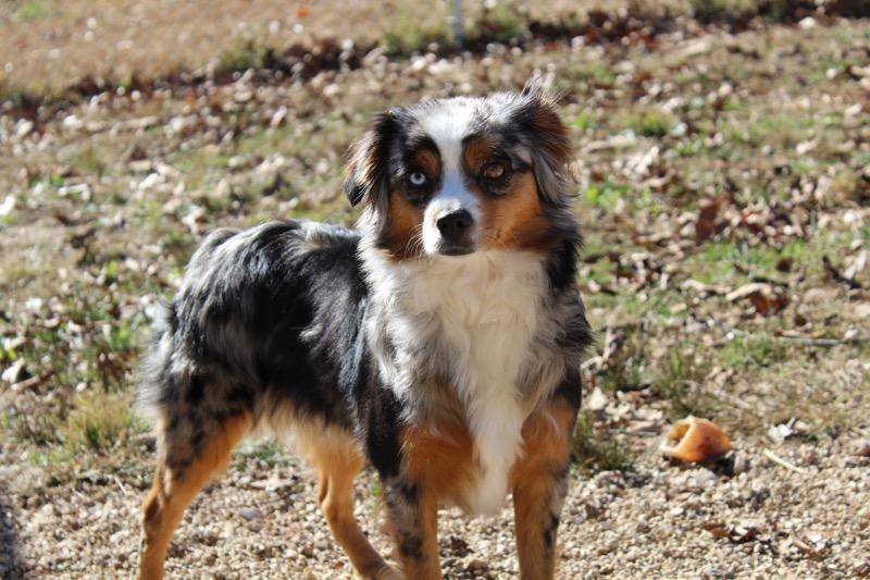 Roxy - Australian Shepherd