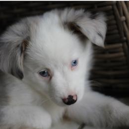Miniature Australian Shepherd and Toy Australian Shepherd Puppies from Stone & Sage ATX Toy & Mini Aussies
