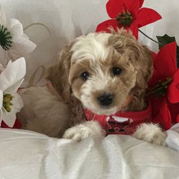 Luna - Parti female Goldendoodle puppy in Waynesboro, Virginia from Forest Creek Kennel