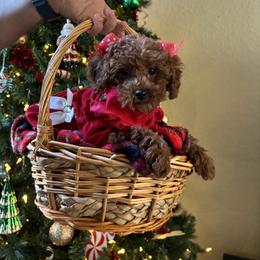 Poodle Puppies from Poodles 4 Life