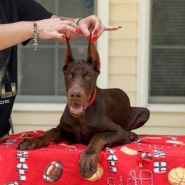 Red collar boy - Red and rust male Doberman Pinscher puppy in Stow, Ohio from Imperium Dobermann