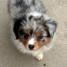 Miniature American Shepherd Puppies from Karen Ross's Miniature American Shepherds