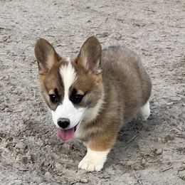 Male 1 - Sable male Pembroke Welsh Corgi puppy in Clawson, Utah from Nielsen's Straight Arrow Corgis