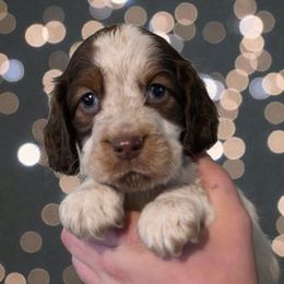 Lumpy - Liver white and roan male English Springer Spaniel puppy in Florida from Thunderbird Springers