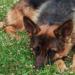 German Shepherds from Riley’s Run German Shepherds