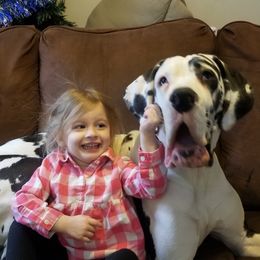 Great Danes from Fancy Danes