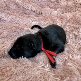 Red collsr - Black and tan male Shiloh Shepherd puppy in Watchung, New Jersey from Blue Moon Shilohs