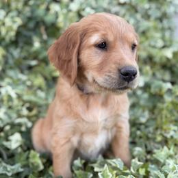 AKC Titles, OFA, DNA Clear - Dark golden female Golden Retriever puppy in San Martin, California from Church Creek Retrievers