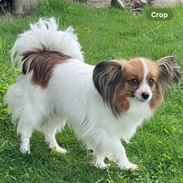 Daphne - Papillon