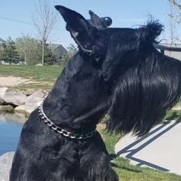 Giant Schnauzers and Miniature Schnauzers from Happy Beard Schnauzers