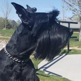 Giant Schnauzers and Miniature Schnauzers from Happy Beard Schnauzers