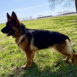 Cherry Vom Mittelwest - Black and red female German Shepherd puppy in Darfur, Minnesota from Rayo Haus German Shepherds