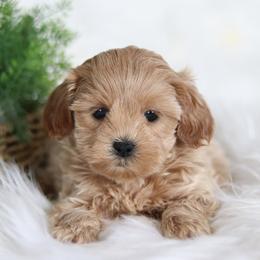 Maltipoo, Shichon, and Shihpoo Puppies from Timbercreek Puppies