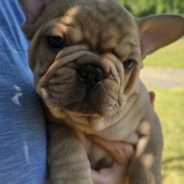French Bulldog Puppies from OTF Frenchies