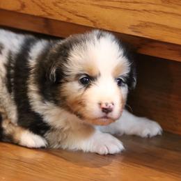 Sammy - Blue merle male Australian Shepherd puppy in Bagley, Iowa from Diamond M Aussies