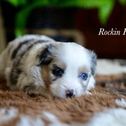 Bmf 1 - Blue merle female Toy Australian Shepherd puppy in Russellville, Arkansas from Rockin H Aussies