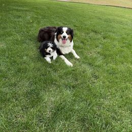 Aussiedoodle puppies from Bright Aussiedoodles