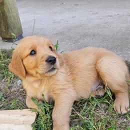 Gouda - Golden male Golden Retriever puppy in Dayton, Minnesota from Akoya Kennels