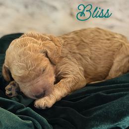 Bliss - Apricot female Poodle puppy in Brooksville, Florida from Ariella Standard Poodles & Chinese Cresteds