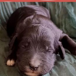 Sparkler - Black and white female Bernedoodle puppy in Woodland, Georgia from Bethel Doodle Ranch