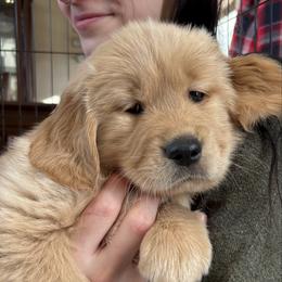 Blitzen - Dark golden male Golden Retriever puppy in Seville, Ohio from Retriever Ranch