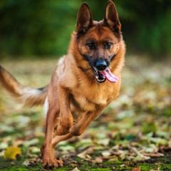 German Shepherd All Grown Up from Vom Harmon Haus German Shepherds
